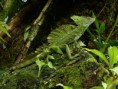 /album/fotogaleria/basiliscus-plumifrons-costa-rica-jpg1/